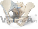 Female Pelvis with ligaments, 3-Part